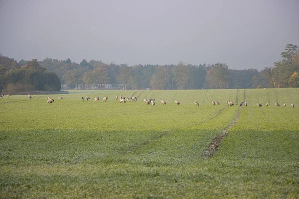 On a green field a large flock of cranes has gathered to eat — ストック写真