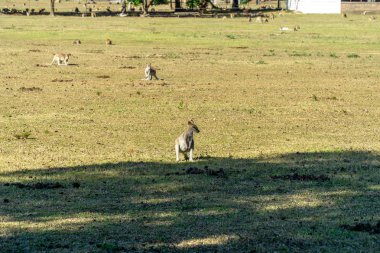 Avustralya 'da bir çiftlikte birçok Kangarus çitlerle çevrili bir çayırda yaşar.