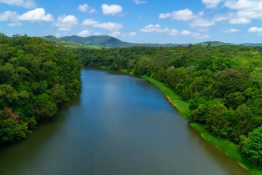 Avustralya 'nın kuzeyindeki Avustralya yağmur ormanları Cairns yakınlarında. 