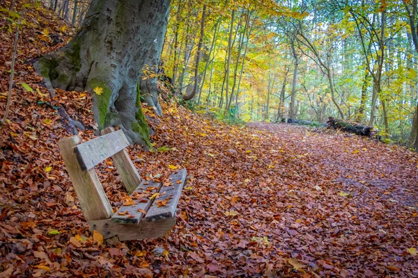 Una panchina di legno sul ciglio della strada al Ratzeburger See in autunno — Foto Stock