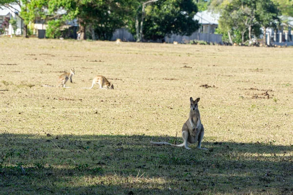 Op een Australische boerderij wonen veel Kangarus omheind op een weide — Stockfoto