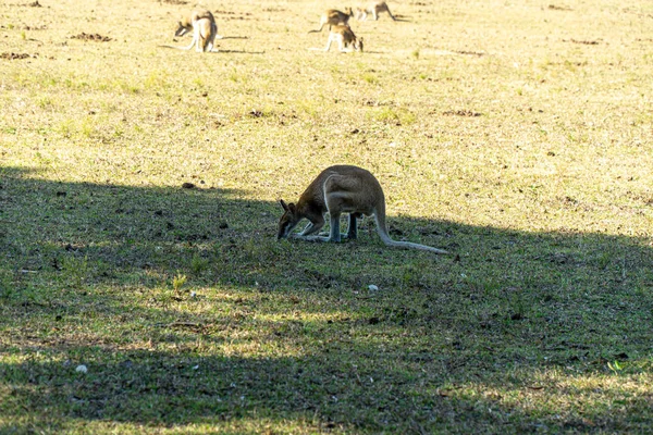 Op een Australische boerderij wonen veel Kangarus omheind op een weide — Stockfoto