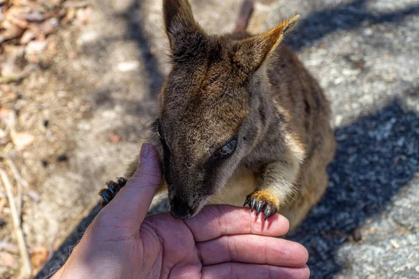 En söt söt wallaby äter pålitligt mat från en hand — Stockfoto