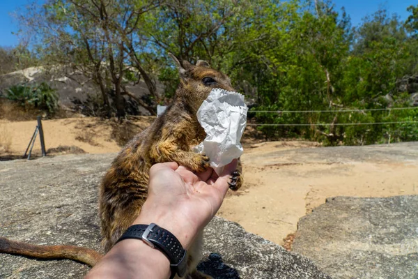 Een schattig uitziende wallaby eet betrouwbaar voedsel uit één hand — Stockfoto