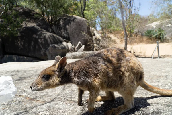 Een schattig uitziende wallaby eet betrouwbaar voedsel uit één hand — Stockfoto