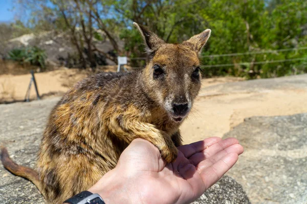 Een schattig uitziende wallaby eet betrouwbaar voedsel uit één hand — Stockfoto