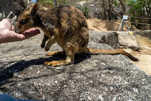 Un wallaby de aspecto lindo come con confianza la comida de una mano —  Fotos de Stock