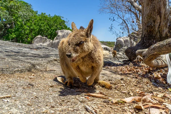 En söt söt wallaby äter pålitligt mat från en hand — Stockfoto