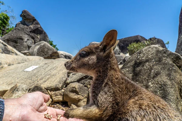 Een schattig uitziende wallaby eet betrouwbaar voedsel uit één hand — Stockfoto