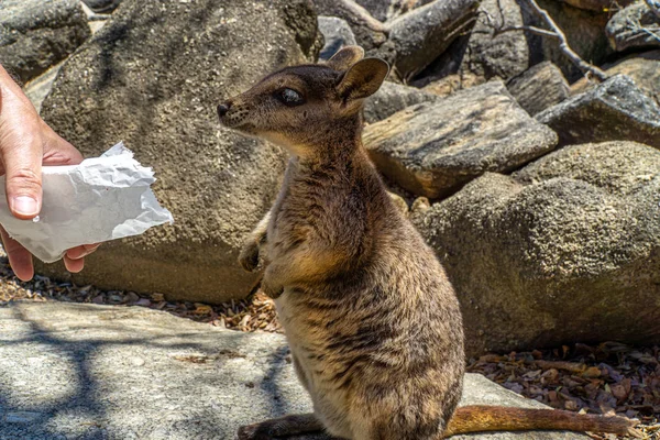 Un wallaby de aspecto lindo come con confianza la comida de una mano —  Fotos de Stock