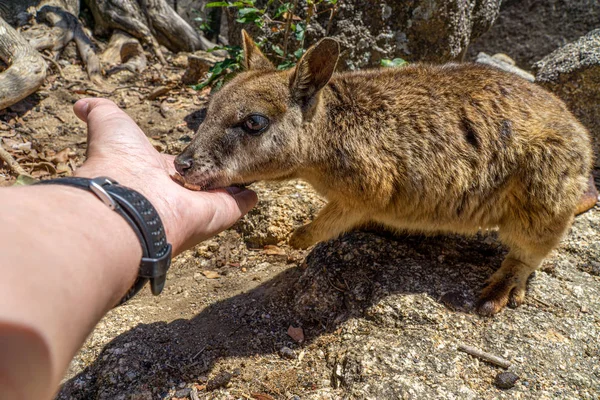 Um wallaby bonito olhar confiantemente come comida de uma mão — Fotografia de Stock