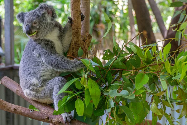 Een Australische koala beer zit comfortabel in een tak vork en — Stockfoto
