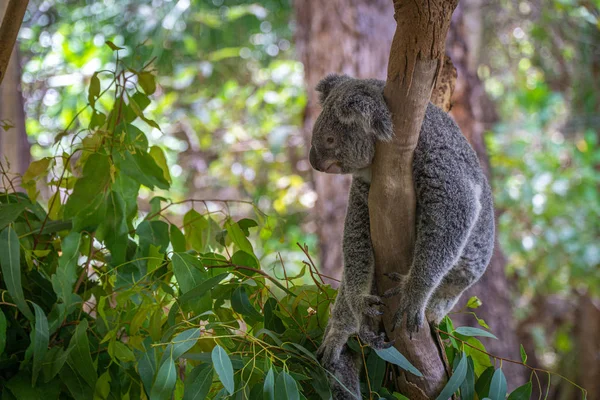 Un oso koala australiano se sienta cómodamente en una bifurcación y —  Fotos de Stock