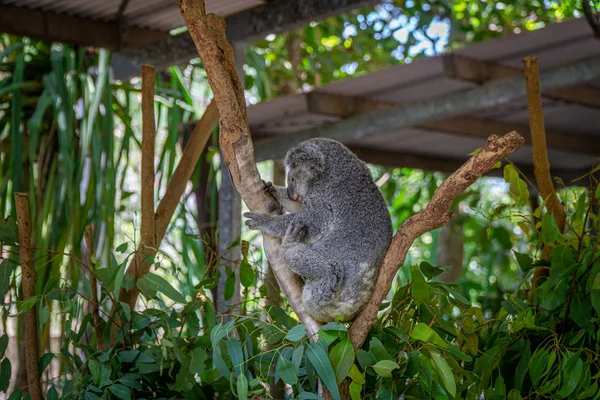 Un oso koala australiano se sienta cómodamente en una bifurcación y — Foto de Stock