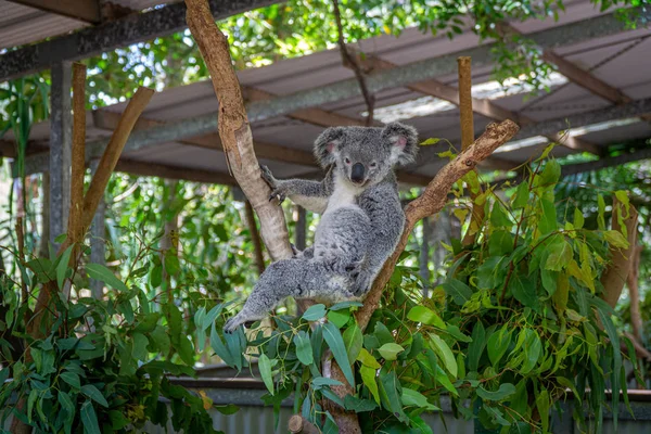 En australisk koalabjörn sitter bekvämt i en grengaffel och — Stockfoto