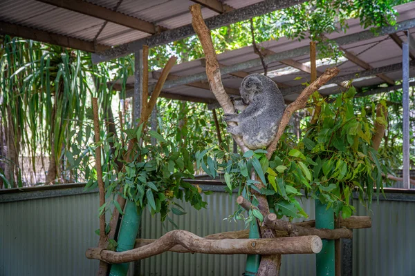 Een Australische koala beer zit comfortabel in een tak vork en — Stockfoto