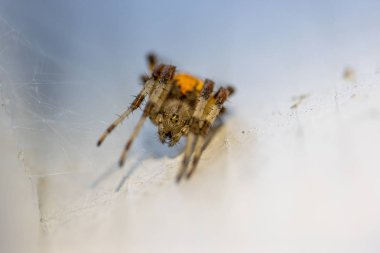 Beyaz bir duvarda avlanmak için pusuda bekleyen kahverengi-sarı bir örümcek asılı.