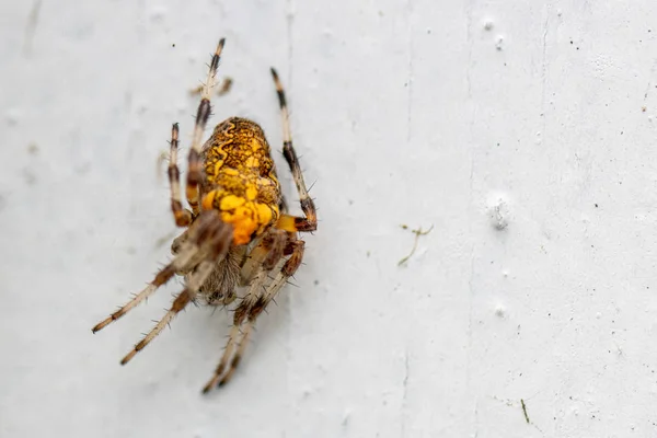 Sur un mur blanc pend une araignée brun-jaune rôdant pour la proie — Photo