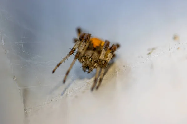 На белой стене висит желто-коричневый паук, ищущий добычу. — стоковое фото