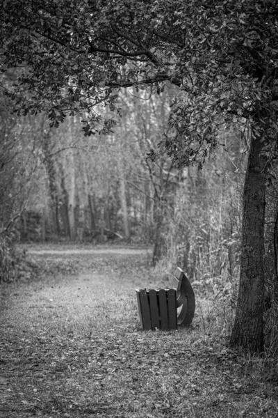 Скамейка в парке стоит под дубом с коричневыми листьями на осень — стоковое фото
