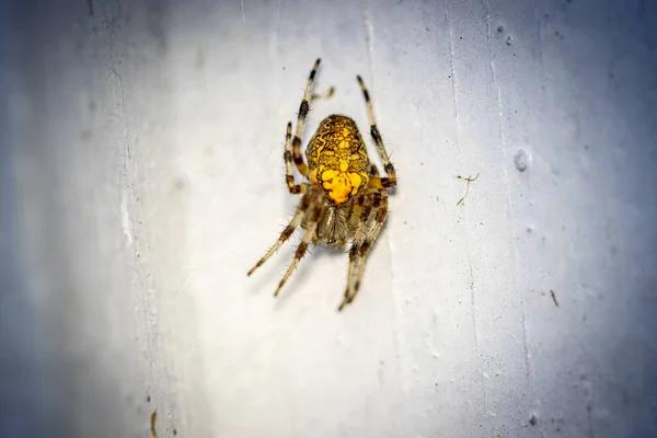 En una pared blanca cuelga una araña marrón-amarilla acechando por presa —  Fotos de Stock