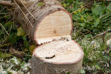 Taze kesilmiş bir Noel ağacı yerde satılmak üzere duruyor.