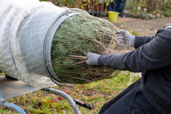 a man pulling a freshly sawn fir tree through a tube to wrap it 