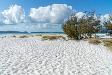 the white beach of the Whitsunday Islands in Australia, which co clipart