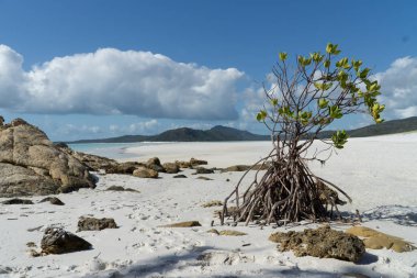 Avustralya 'daki WhitSunday Adaları' nın beyaz plajı.