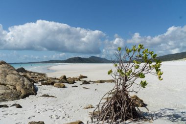 Avustralya 'daki WhitSunday Adaları' nın beyaz plajı.