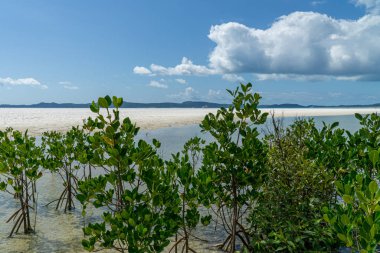 Avustralya 'daki WhitSunday Adaları' nın beyaz plajı.