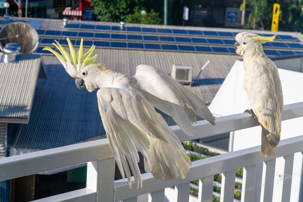 Sommige witte kaketoes zitten op het witte balkon gebied in een hote — Stockfoto