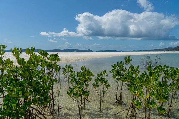 Avustralya 'daki WhitSunday Adaları' nın beyaz plajı. — Stok fotoğraf