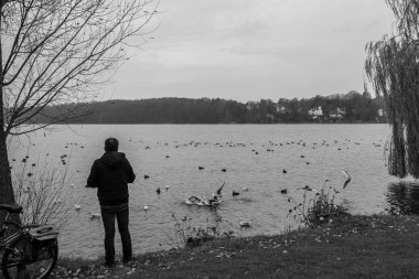 Yalnız bir adam gölün kıyısında durur ve martıları besler.