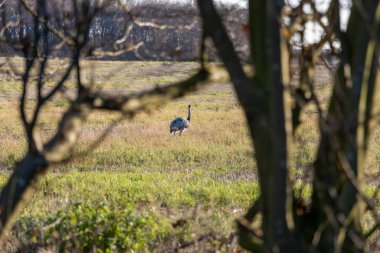 Birçok Nandus bir çayırda duruyor ve yem arıyor.