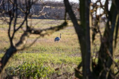 Birçok Nandus bir çayırda duruyor ve yem arıyor.