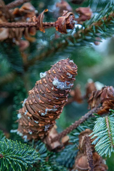 Alcuni coni di abete marroni pendono da un abete verde — Foto Stock