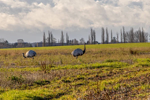 多くのナンダスは牧草地に立って餌を探す — ストック写真