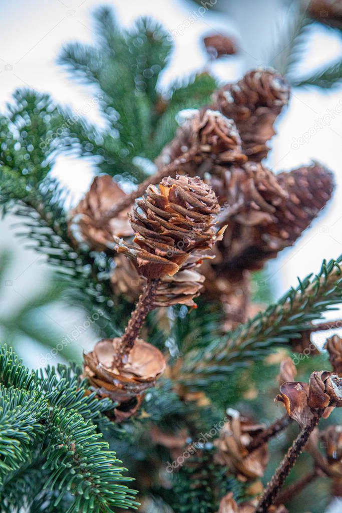 some brown fir cones hang from a green fir tree