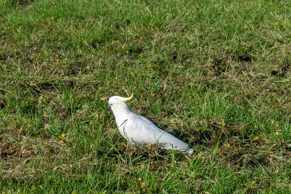 Biały kakadu biegnie przez zieloną łąkę w Australii — Zdjęcie stockowe