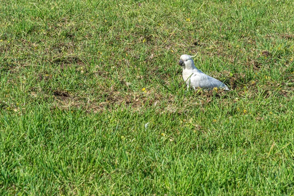 Een witte kaketoe loopt over een groene weide in Australië — Stockfoto