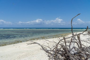 Lady Elliot Adası kıyıları Great Barrier Resifi, Avustralya