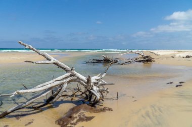 Kumsal daha uzak adaları kazandı. Güzel ağaçlar var.