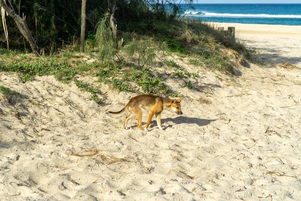 在海滩上散步寻找食物的年轻的澳大利亚人 — 图库照片