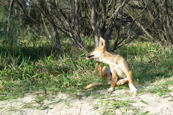 Jonge Australische dingo wandelen op het strand op zoek naar voedsel — Stockfoto