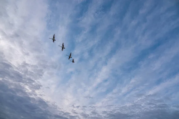 4 zwanen vliegen in formatie in de blauwe namiddag lucht — Stockfoto