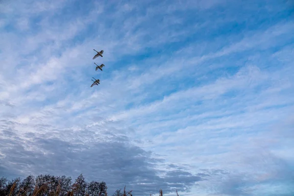 4 zwanen vliegen in formatie in de blauwe namiddag lucht — Stockfoto