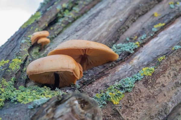 Un hongo marrón crece en un tronco cubierto de musgo — Foto de Stock