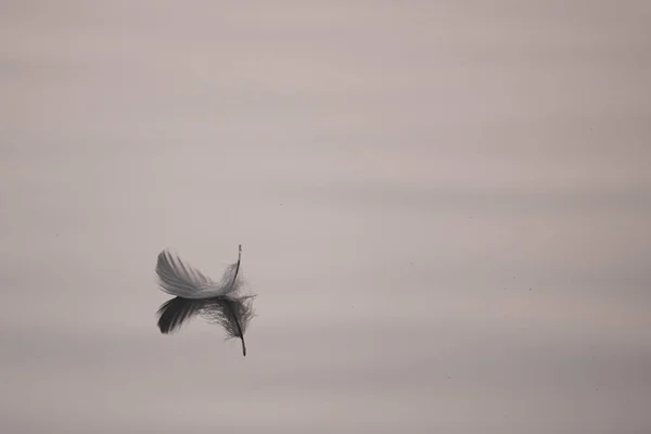 En liten fjær flyter fredelig på en innsjø. – stockfoto