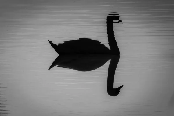 A swan swims on the lake and is reflected in the water — Stock Photo, Image